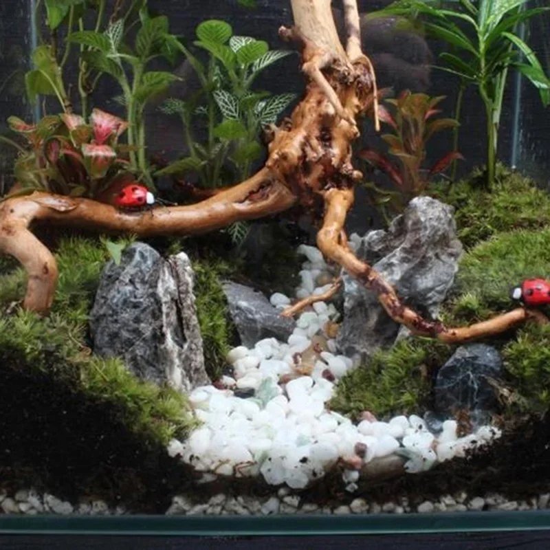 ต้นไม้ธรรมชาติลำต้นไม้ดริฟท์วู - Aquarium Planted Tree บทวิจารณ์และราคา