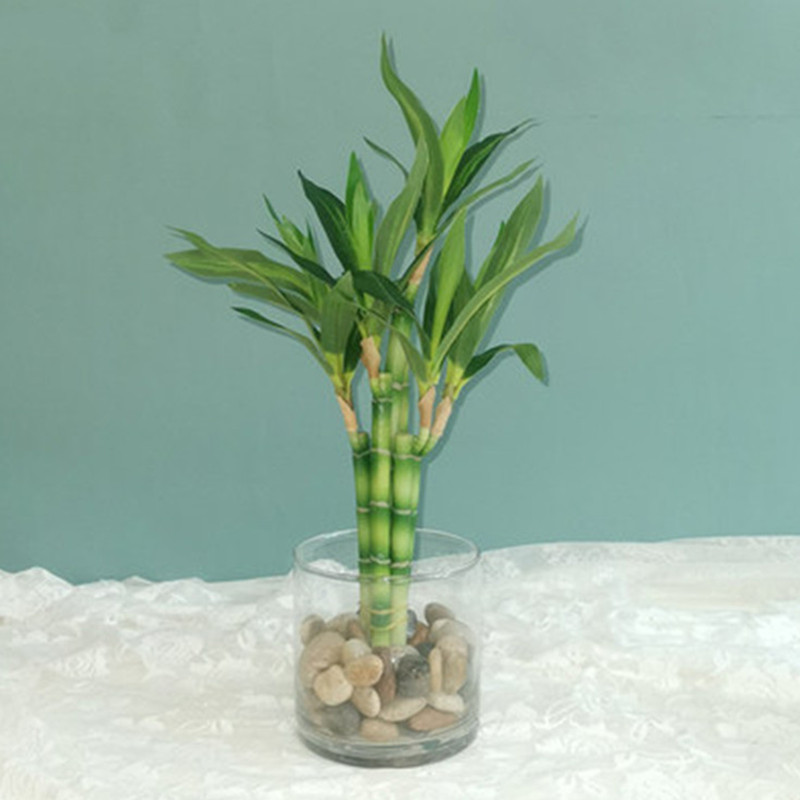 ต้นไผ่กวนอิมเทียมขนาด 40 ซม. พ - Aquarium Planted Aquarium บทวิจารณ์และราคา