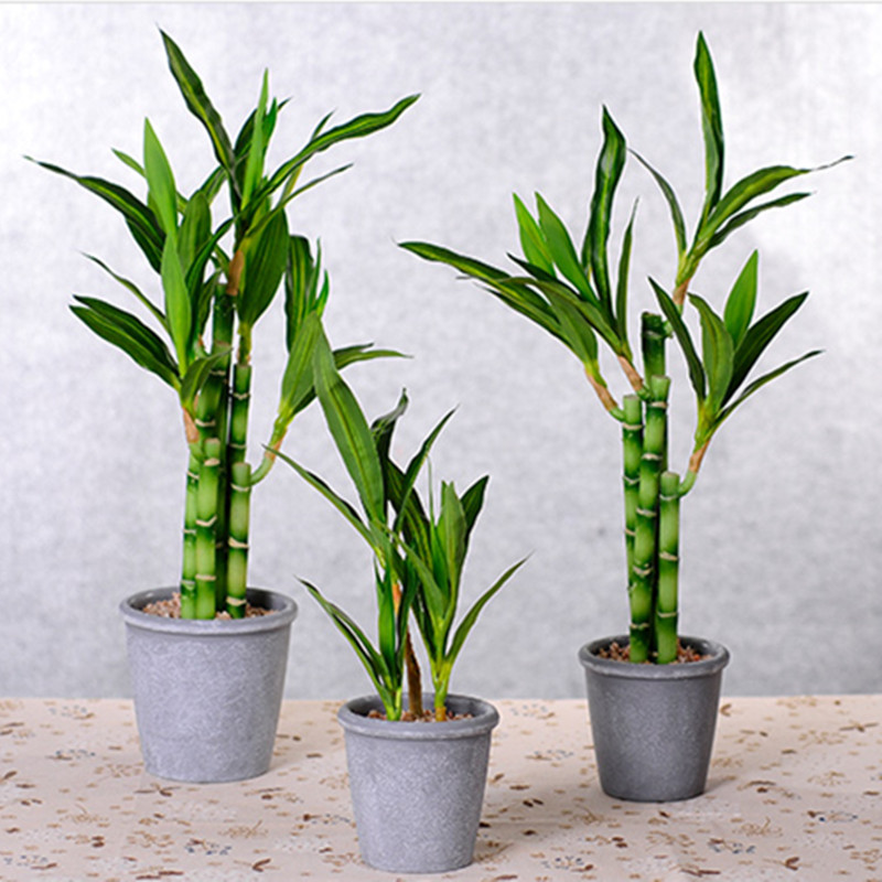 ต้นไผ่กวนอิมเทียมขนาด 40 ซม. พ - Aquarium Planted Aquarium บทวิจารณ์และราคา