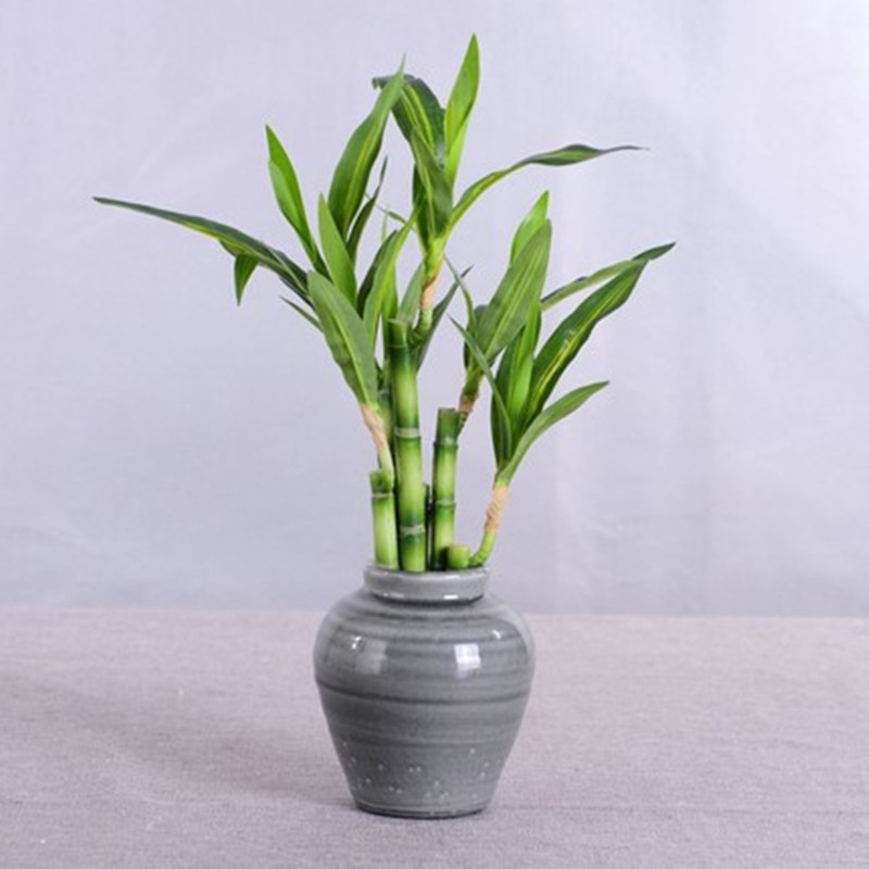 ต้นไผ่กวนอิมเทียมขนาด 40 ซม. พ - Aquarium Planted Aquarium บทวิจารณ์และราคา