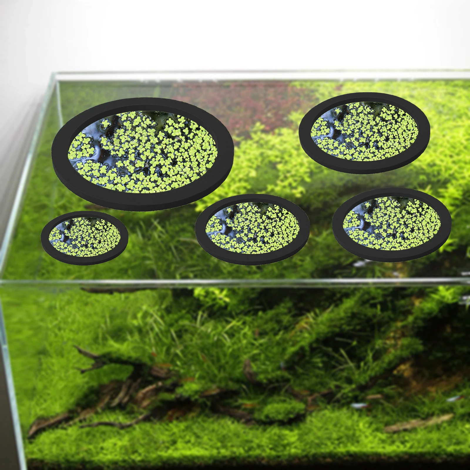 5 ชิ้น EVA ปลา Feeding แหวน Aq - Aquarium Plant บทวิจารณ์และราคา
