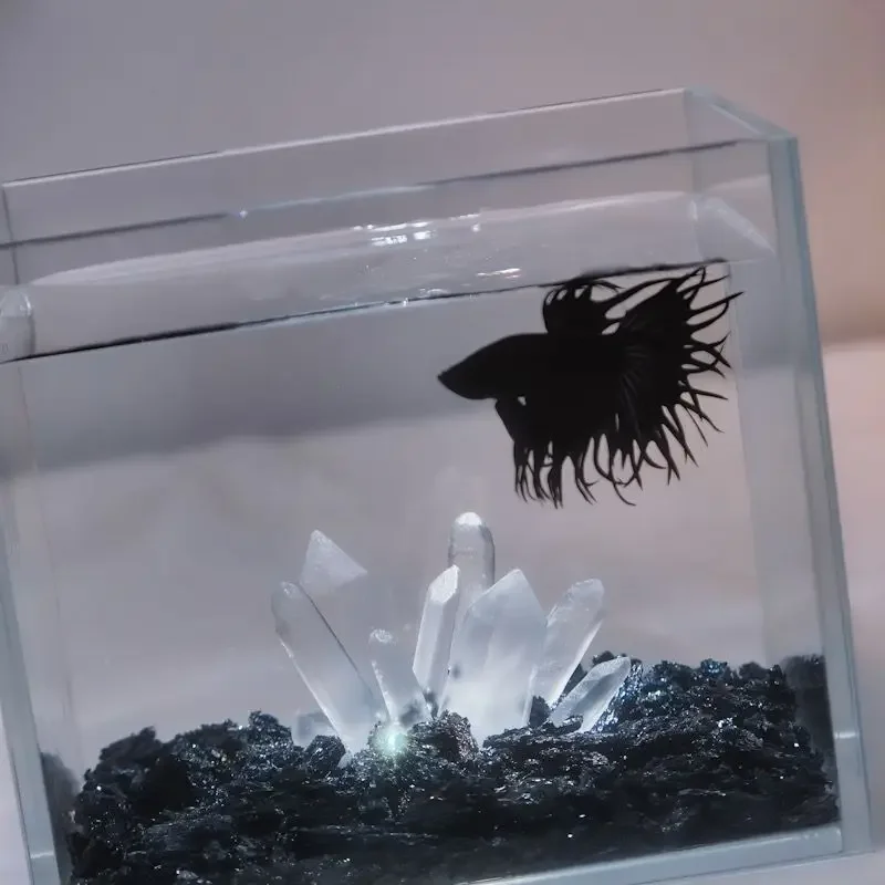 Creative Betta TANK Decor คริส - Aquarium Planet บทวิจารณ์และราคา