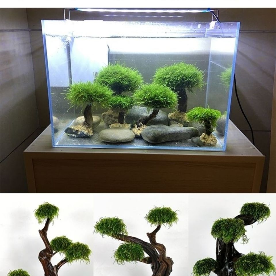 ตู้ปลาเขียวกรอบไม้ปลูกอุปกรณ์ต - Aquarium Planted Tree บทวิจารณ์และราคา