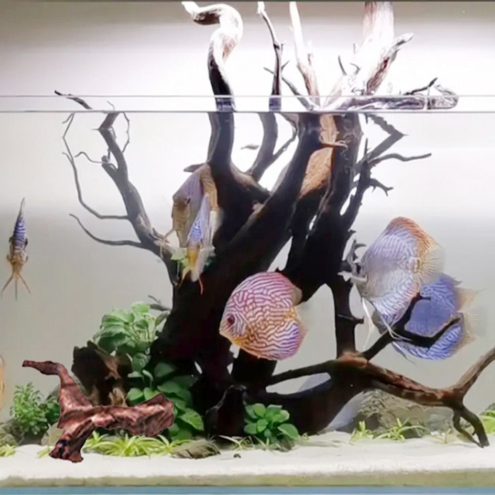 ไม้ปะการังรูปทรงแปลกตา ไม้ธรรม - Aquarium Planted Tree บทวิจารณ์และราคา
