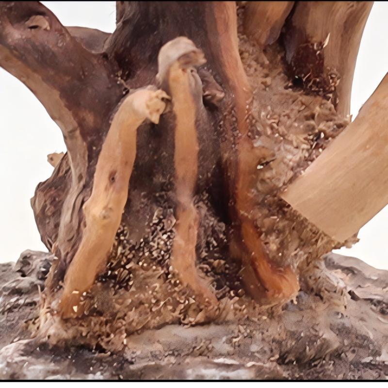 1PC Aquarium ภูมิทัศน์เครื่องป - Aquarium Planted Tree บทวิจารณ์และราคา