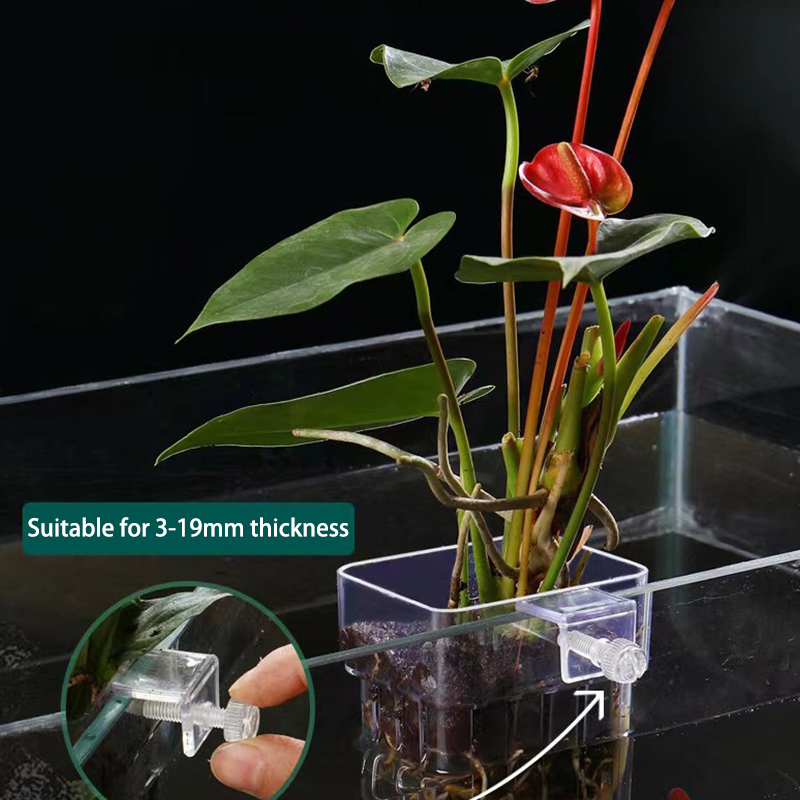 ถ้วยปลูกหญ้าน้ำพิพิธภัณฑ์สัตว์ - Aquarium Planted Fish บทวิจารณ์และราคา